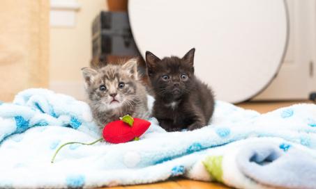 Two Orphaned Kittens Get a Second Chance At Life...And a Fun Playdate