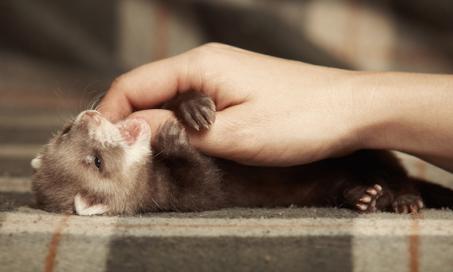 How to Take Care of a Ferret: Ferret Care 101