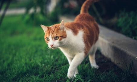 Poisoning in Cats (Overview)