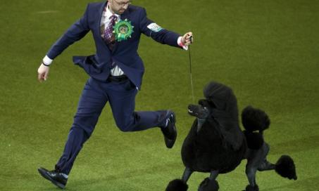 Poodle Trots with UK Top Dog Prize