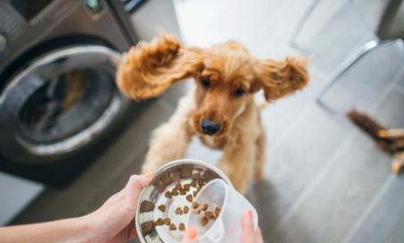 Guide to Grain-Free Dog Food