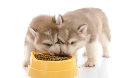 小狗营养:什么是最好的小狗食物&更多