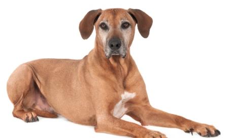 what are the symptoms of prostate cancer in dogs