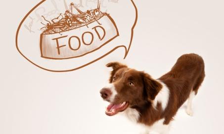 Insects: The Pet Food Protein of the Future?