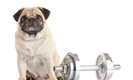 How Gene Research Can Help Your Dog Lose Weight