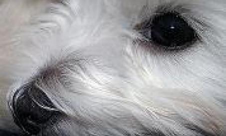 Five ways to know whether your pet is losing her vision