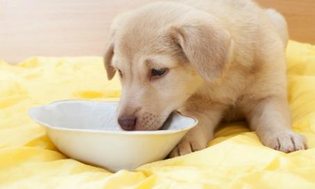 Feeding Your Puppy: What to Keep in Mind