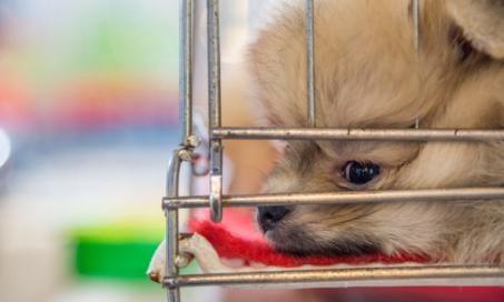 密歇根州参议院通过了禁止宠物店管理的法案