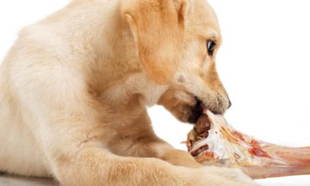 Raw Food: The Best Pet Food Choice?