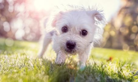 Are There Really Any Hypoallergenic Dog Breeds?