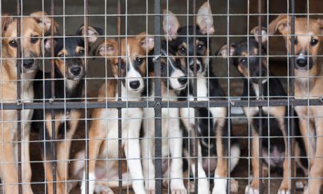 New Jersey Bill to Regulate Puppy Mills Rejected by Gov. Chris Christie