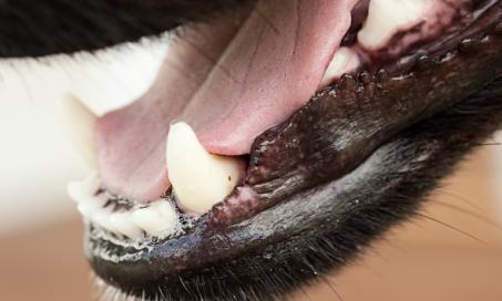 Pus Cavity Forming Under Tooth in Dogs