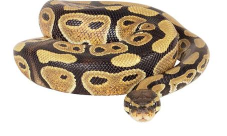 Python -蟒蛇科