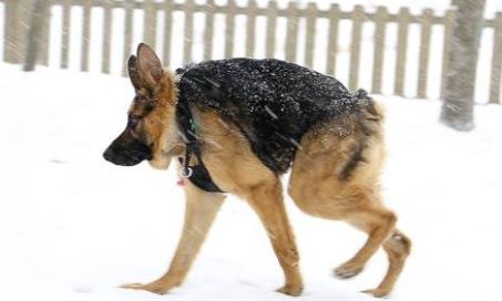 Meet Quasimodo, a Dog With Rare Short Spine Syndrome Who is Thriving