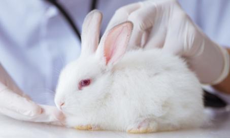 五个常见疾病影响的兔子