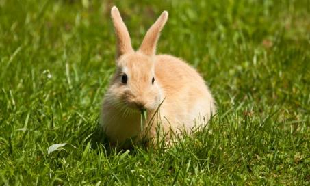 How to Care for Your Rabbit | PetMD