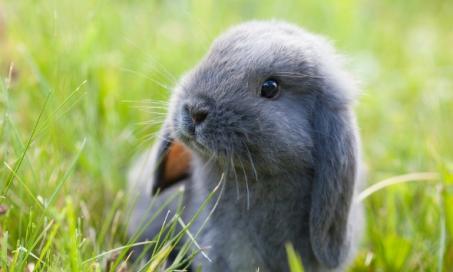 Rabies in Rabbits