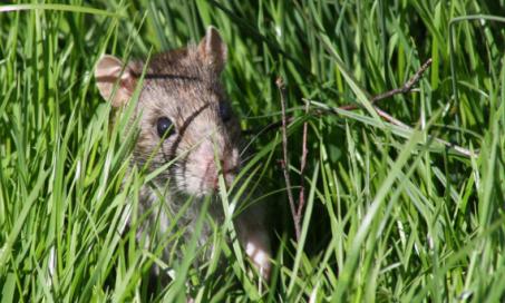 Flea Infestation in Rats