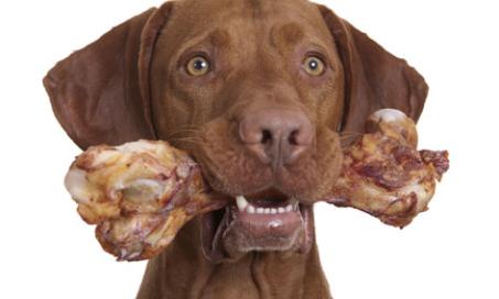 Raw Bones and Dental Health for Pets