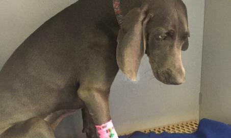 Dog Ingests Gorilla Glue and Undergoes Emergency Surgery