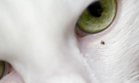 Removing ticks with a minimum of stress and strife