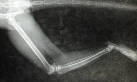 Fractured Bone in Reptiles