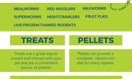 Find the Right Reptile Food for Your Pet Reptile