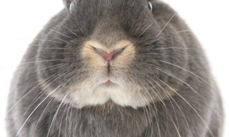 Respiratory Bacterial Infection in Rabbits
