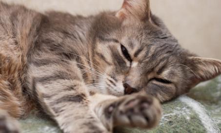 How to Treat Head Pressing in Cats