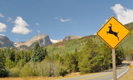 科罗拉多州希望通过年度路死事件研究来改善十字路口的动物安全