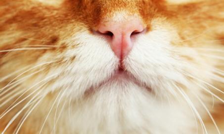 Runny Nose in Cats