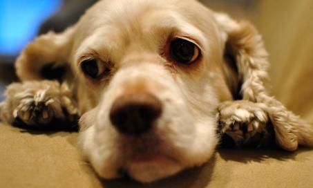 Can Dogs Be Pessimists?