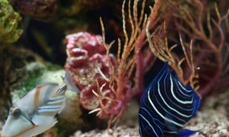How to Control and Remove Phosphates in Your Aquarium