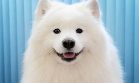 Samoyed Dog Breed Barks the Most, According to Dog Camera Company