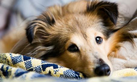 Seizures and Convulsions in Dogs