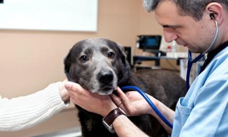 Convulsions and Seizures in Dogs