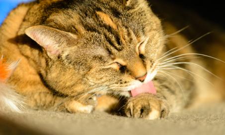 Matted Fur and More: Grooming Your Senior Cat