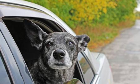 15 Ways to Help Ease Your Dog into the Senior Years