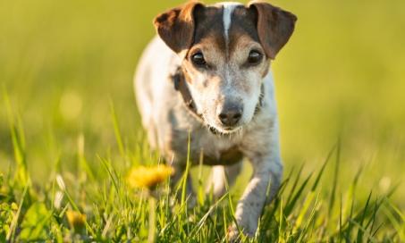 How to Help Dogs With Arthritis