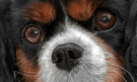 Separation of the Inner Lining of the Eye in Dogs