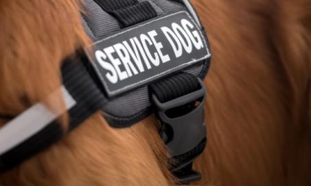 斯波坎市议会考虑颁布法令阻止服务动物的虚假陈述
