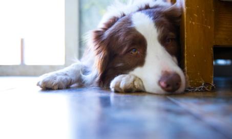 How to Tell If a Dog Is in Pain and What You Can Do to Help