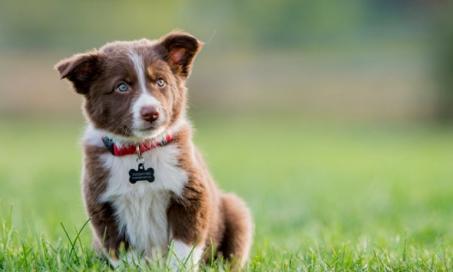 Top 5 Puppy Training Tips