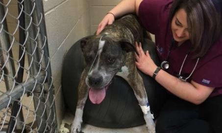 Shock the Pit Bull Learns to Walk Again Following Harrowing Accident