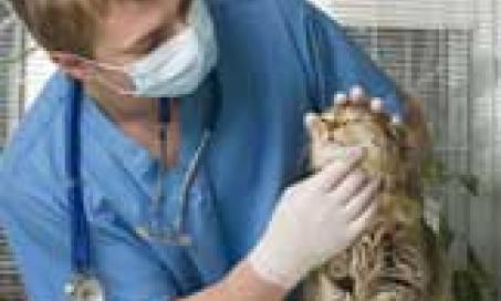 Why Your Cat Needs to See a Doctor Now
