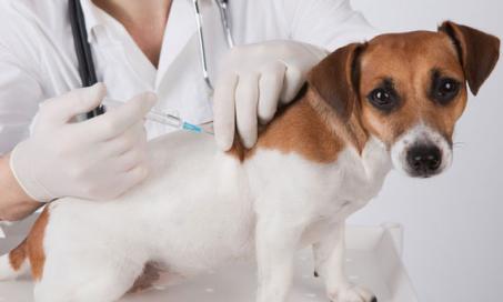 Treating Your Pet's Vaccine Associated Skin Swellings, Lumps, and Bumps