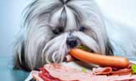 Defining Hypoallergenic Dog Foods