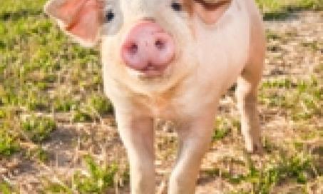 New Swine Disease Outbreak Affects U.S.