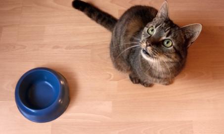 Is Your Cat Always Hungry, or Obsessed?