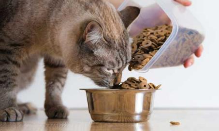 5 Things That Could Help Prevent Cat Food Recalls Today